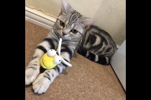 販売中のアメリカンショートヘアの親猫